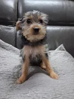 Angel, a female Yorkipoo for sale in Sparks, NV – 2 of 2