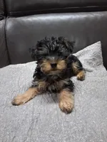 Perrito, a male Yorkipoo for sale in Sparks, NV – 1 of 2