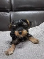 Blazer, a male Yorkipoo for sale in Sparks, NV – 1 of 2