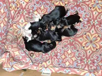 Marie, a female Yorkipoo for sale in Sparks, NV – 3 of 4