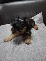 Perrito, a male Yorkipoo for sale in Sparks, NV – 2 of 2