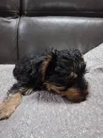 Lily, a female Yorkipoo for sale in Sparks, NV – 2 of 2