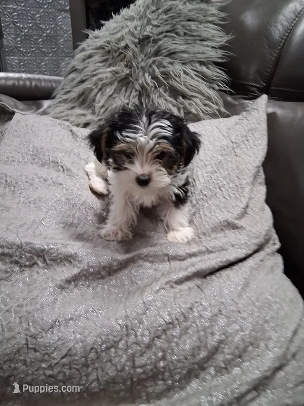 Xena – Yorkipoo puppy for sale in Sparks, NV