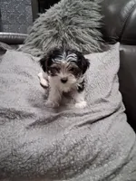 Xena, a female Yorkipoo for sale in Sparks, NV – 1 of 3