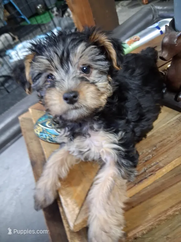Marie – Yorkipoo puppy for sale in Sparks, NV