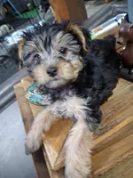 Marie, a female Yorkipoo for sale in Sparks, NV – 1 of 4