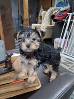 Marie, a female Yorkipoo for sale in Sparks, NV – 2 of 4