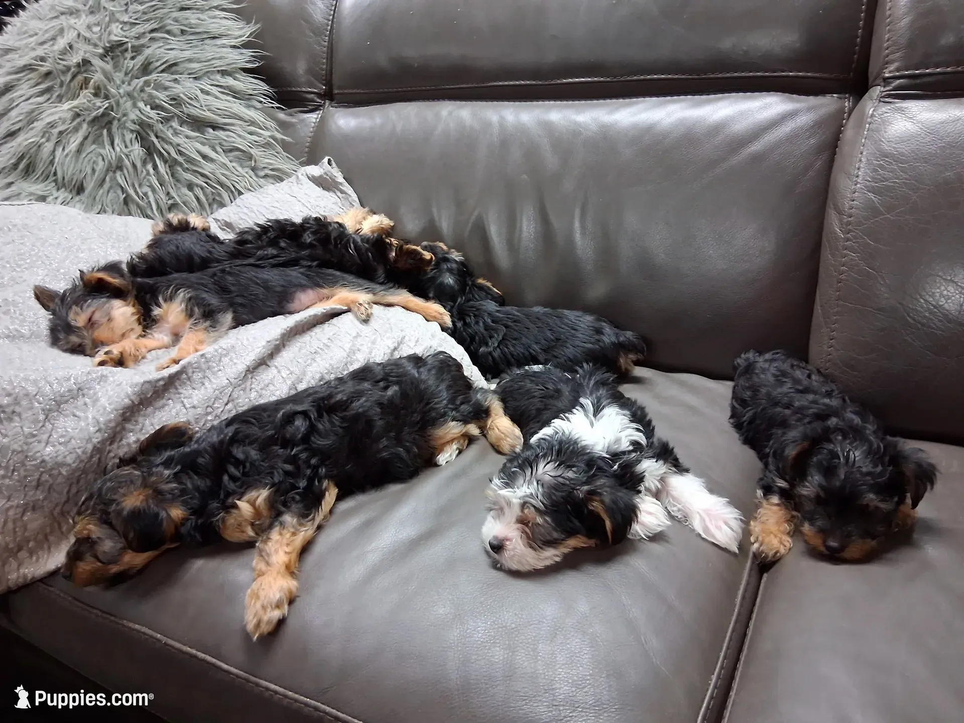 Xena, a female Yorkipoo for sale in Sparks, NV – 3 of 3