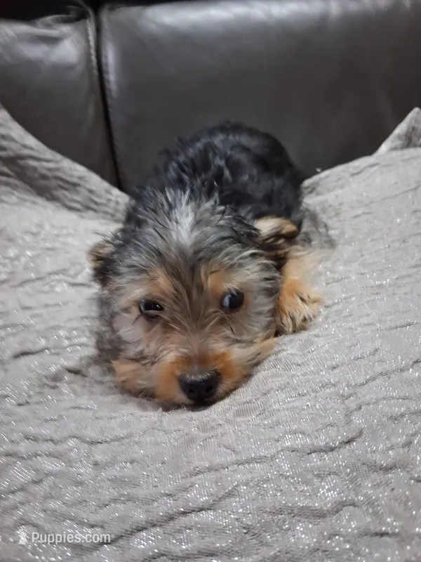 Angel – Yorkipoo puppy for sale in Sparks, NV