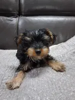 Lily, a female Yorkipoo for sale in Sparks, NV – 1 of 2