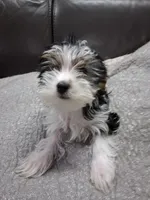 Xena, a female Yorkipoo for sale in Sparks, NV – 2 of 3