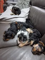 Marie, a female Yorkipoo for sale in Sparks, NV – 4 of 4