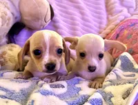 Chiweenie cream girl, a female Chihuahua and Miniature Dachshund for sale in Humble, TX – 4 of 5