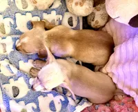 Chiweenie female, a female Chihuahua and Miniature Dachshund for sale in Humble, TX – 5 of 5