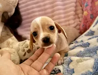 Chiweenie cream girl, a female Chihuahua and Miniature Dachshund for sale in Humble, TX – 2 of 5