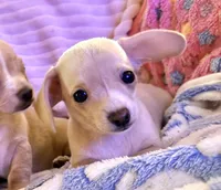 Chiweenie female, a female Chihuahua and Miniature Dachshund for sale in Humble, TX – 2 of 5