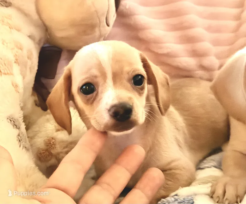 Chiweenie cream girl, a female Chihuahua and Miniature Dachshund for sale in Humble, TX – 1 of 5