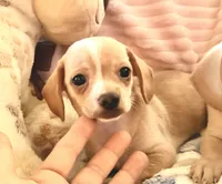 Chiweenie cream girl, a female Chihuahua and Miniature Dachshund for sale in Humble, TX – 1 of 5