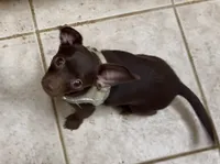 Chiweenie Choco boy, a male Chihuahua and Miniature Dachshund for sale in Humble, TX – 3 of 4