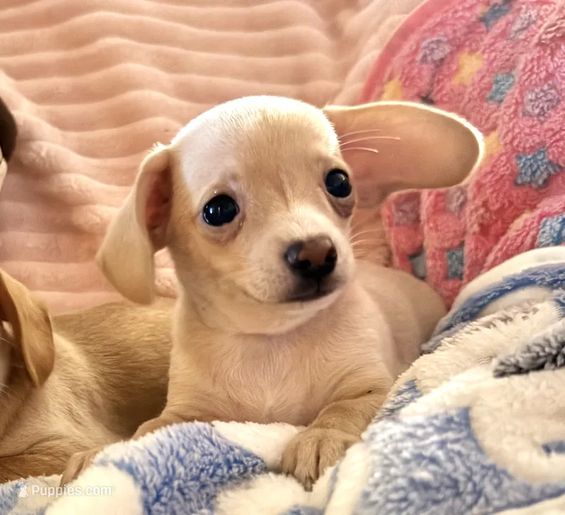 Chiweenie female, a female Chihuahua and Miniature Dachshund for sale in Humble, TX – 1 of 5