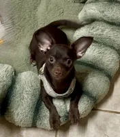 Chiweenie Choco boy, a male Chihuahua and Miniature Dachshund for sale in Humble, TX – 4 of 4