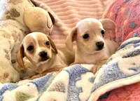 Chiweenie female, a female Chihuahua and Miniature Dachshund for sale in Humble, TX – 4 of 5