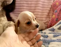 Chiweenie cream girl, a female Chihuahua and Miniature Dachshund for sale in Humble, TX – 3 of 5