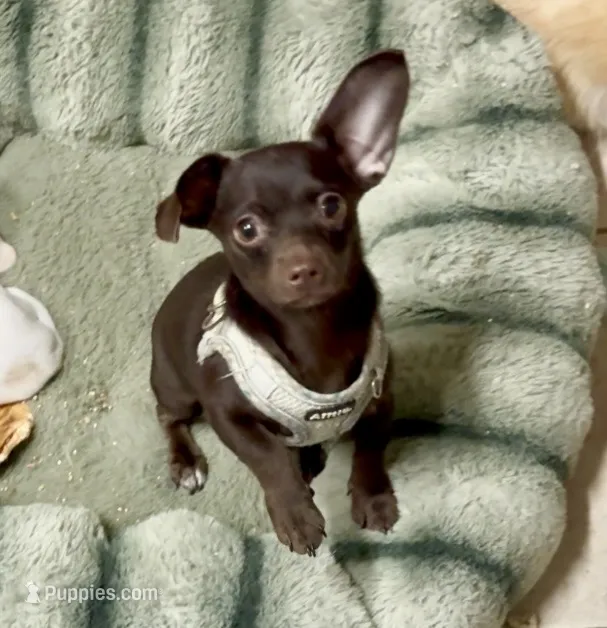 Chiweenie Choco boy, a male Chihuahua and Miniature Dachshund for sale in Humble, TX – 1 of 4
