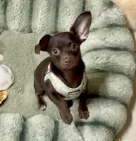 Chiweenie Choco boy, a male Chihuahua and Miniature Dachshund for sale in Humble, TX – 1 of 4
