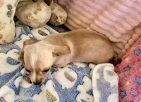 Chiweenie cream girl, a female Chihuahua and Miniature Dachshund for sale in Humble, TX – 5 of 5