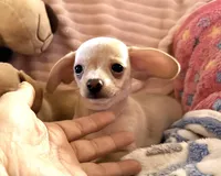 Chiweenie female, a female Chihuahua and Miniature Dachshund for sale in Humble, TX – 3 of 5