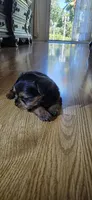 Girl , a female Yorkshire Terrier for sale in Sacramento, CA – 6 of 10
