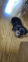 Girl , a female Yorkshire Terrier for sale in Sacramento, CA – 2 of 10
