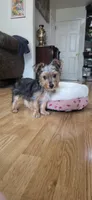  Boy, a male Yorkshire Terrier for sale in Sacramento, CA – 1 of 10