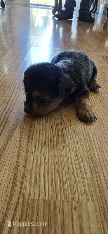 Big boy  – Yorkshire Terrier puppy for sale in Sacramento, CA