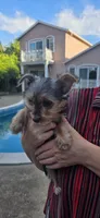  Boy, a male Yorkshire Terrier for sale in Sacramento, CA – 4 of 10