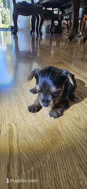 Little girl  – Yorkshire Terrier puppy for sale in Sacramento, CA