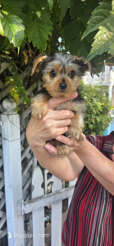 Little girl  – Yorkshire Terrier puppy for sale in Sacramento, CA