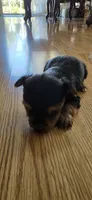 Big boy , a male Yorkshire Terrier for sale in Sacramento, CA – 3 of 10