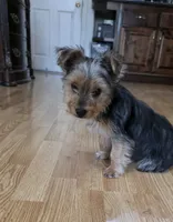  Boy, a male Yorkshire Terrier for sale in Sacramento, CA – 2 of 10