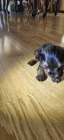 Little girl , a female Yorkshire Terrier for sale in Sacramento, CA – 5 of 10