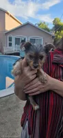  Boy, a male Yorkshire Terrier for sale in Sacramento, CA – 9 of 10