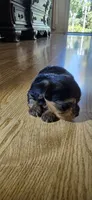 Girl , a female Yorkshire Terrier for sale in Sacramento, CA – 5 of 10