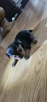 Girl , a female Yorkshire Terrier for sale in Sacramento, CA – 4 of 10