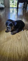 Little girl , a female Yorkshire Terrier for sale in Sacramento, CA – 6 of 10