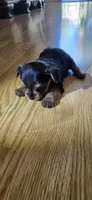 Little girl , a female Yorkshire Terrier for sale in Sacramento, CA – 2 of 10