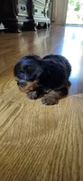 Girl , a female Yorkshire Terrier for sale in Sacramento, CA – 8 of 10