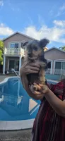  Boy, a male Yorkshire Terrier for sale in Sacramento, CA – 6 of 10