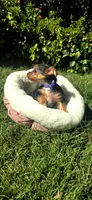  Boy, a male Yorkshire Terrier for sale in Sacramento, CA – 10 of 10