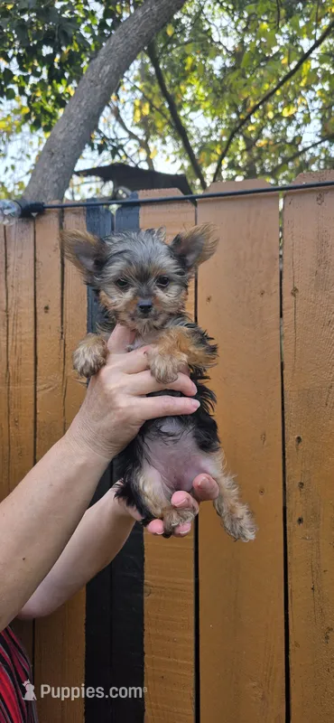 Girl  – Yorkshire Terrier puppy for sale in Sacramento, CA